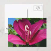 Orchid Tree Blossom Tropical Floral Postkarte (Vorne/Hinten)