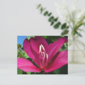 Orchid Tree Blossom Tropical Floral Postkarte (Stehend Vorderseite)