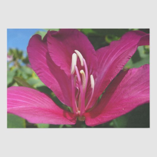 Orchid Tree Blossom Tropical Floral Seidenpapier (Vorderseite)