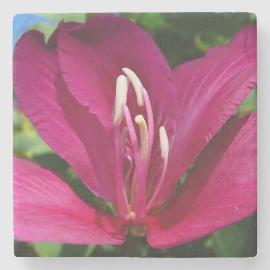 Orchid Tree Blossom Tropical Floral Steinuntersetzer (Vorderseite)