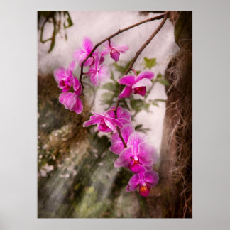 Orchid - Tropische Leidenschaft Poster