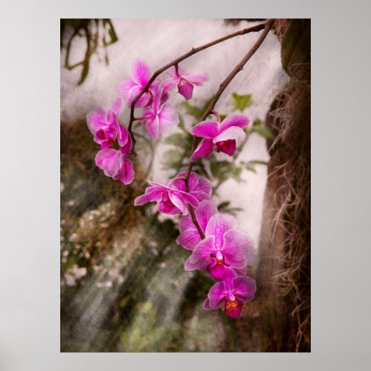 Orchid - Tropische Leidenschaft Poster (Vorne)