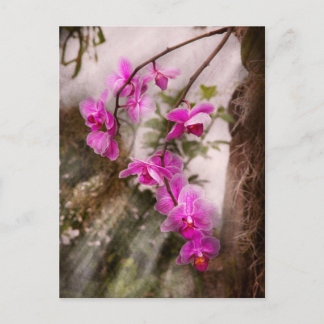 Orchid - Tropische Leidenschaft Postkarte