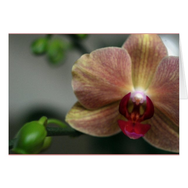 Orchid und Bud (Vorderseite (Horizontal))