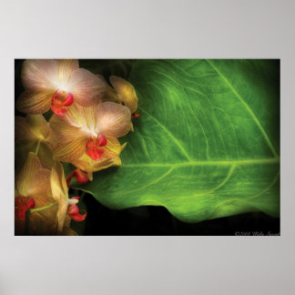Orchid - Vanda Orchideen bei Erholung Poster