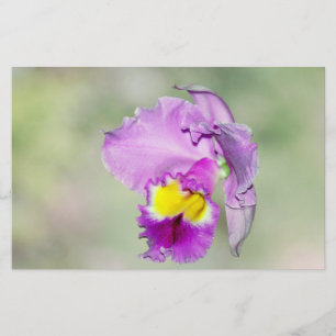 Orchid, von Gott für Mama berührt