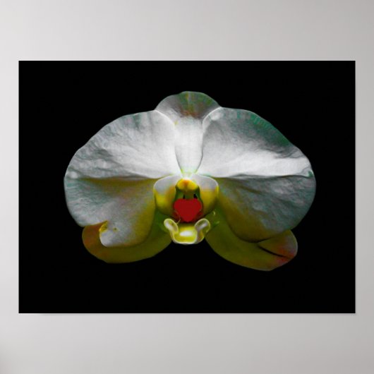 Orchid war ihr Herz Poster (Vorne)