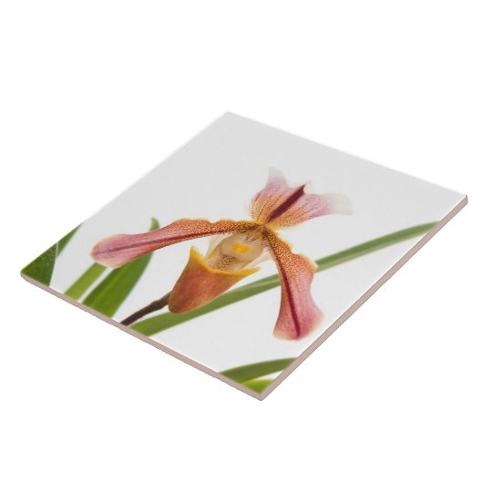 Orchid - Wird der Slipper passen Fliese (Seite)