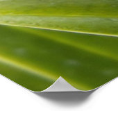 Orchid - Wird der Slipper passen Poster (Ecke)