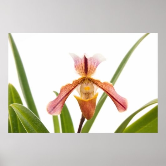 Orchid - Wird der Slipper passen Poster (Vorne)
