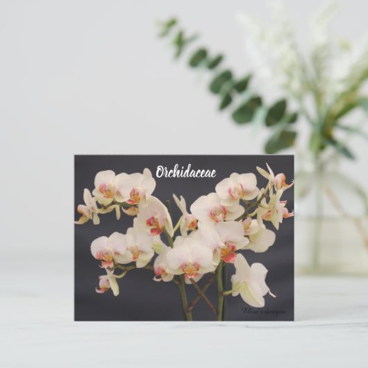 Orchidaceae, Orquidea, Postkarte (Stehend Vorderseite)