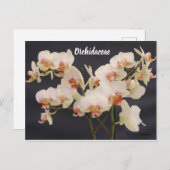 Orchidaceae, Orquidea, Postkarte (Vorne/Hinten)