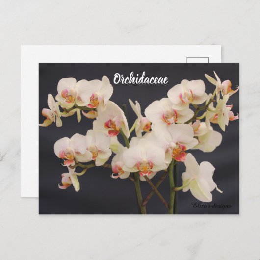 Orchidaceae, Orquidea, Postkarte (Vorne/Hinten)