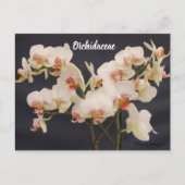 Orchidaceae, Orquidea, Postkarte (Vorderseite)