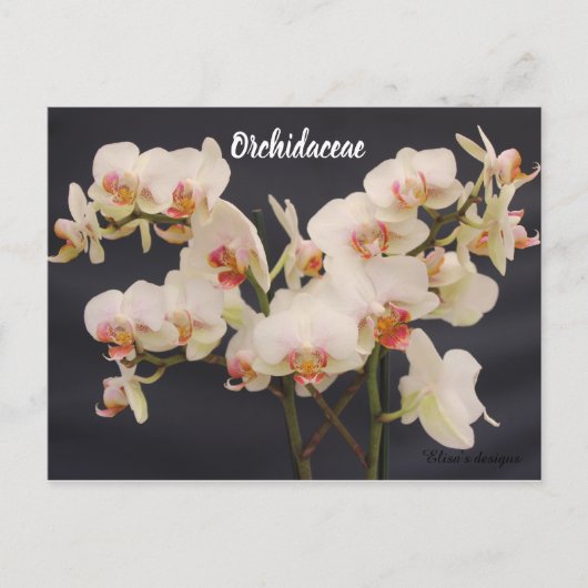 Orchidaceae, Orquidea, Postkarte (Vorderseite)