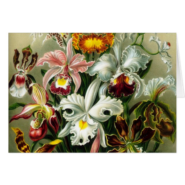 Orchidae (Vorderseite (Horizontal))