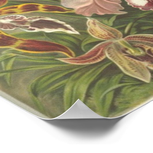 Orchidae Poster (Ecke)