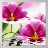 Orchide ripple poster (Vorne)
