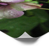 Orchideas Poster (Ecke)