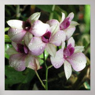 Orchideas Poster