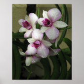 Orchideas Poster (Vorne)