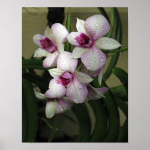 Orchideas Poster