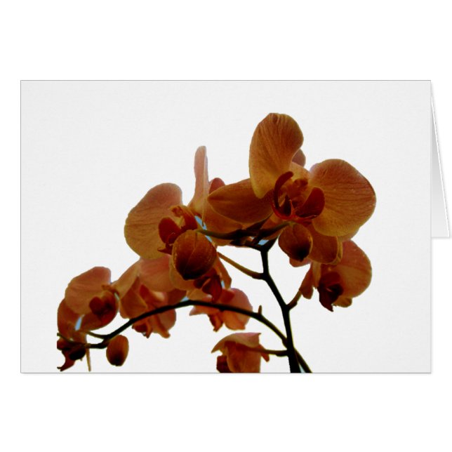 Orchidee (Vorderseite (Horizontal))