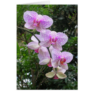 Orchidee