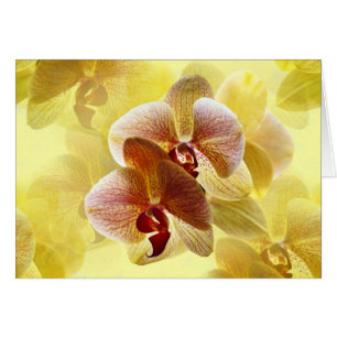 Orchidee