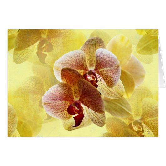 Orchidee (Vorderseite (Horizontal))