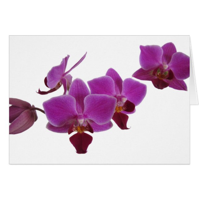 Orchidee (Vorderseite (Horizontal))