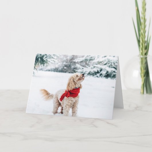 Orchidee auf weißem Hintergrund Feiertagskarte (Vorderseite)