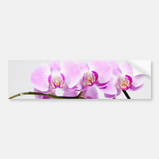 Orchidee Autoaufkleber (Vorne)