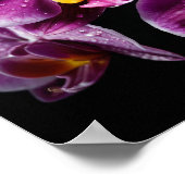 Orchidee Blume Farbenfrohe Blossom Dekoration Blos (Ecke)