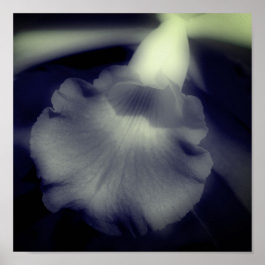 Orchidee Blume Nah Schwarzweiß Poster (Vorne)