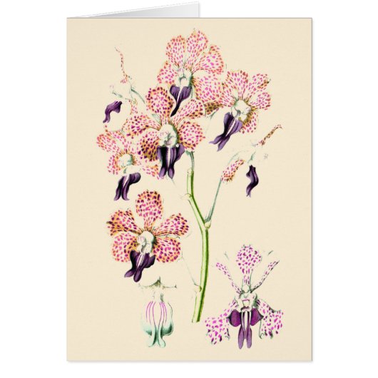 Orchidee Blume Rosa und lila gepunktete leere Kart (Vorne)
