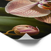 Orchidee Blume Weißes Motiv Poster (Ecke)