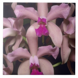 Orchidee, (Cattleya amethystoglossa), Osten Fliese