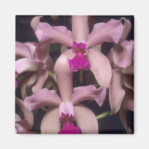 Orchidee, (Cattleya amethystoglossa), Osten Magnet
