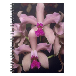 Orchidee, (Cattleya amethystoglossa), Osten Notizblock