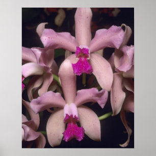 Orchidee, (Cattleya amethystoglossa), Osten Poster