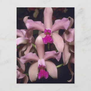 Orchidee, (Cattleya amethystoglossa), Osten Postkarte