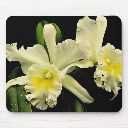 Orchidee cattleya (Deesse Charles) Blumen Mousepad (Vorne)