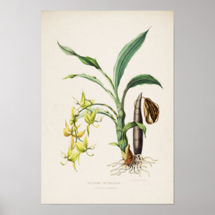 Orchidee Cycnoches ventricosum Druck von Bateman 1 Poster
