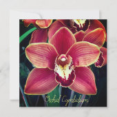 Orchidee. Cymbidium (Vorderseite)