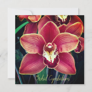 Orchidee. Cymbidium