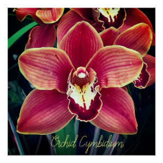 Orchidee. Cymbidium Poster