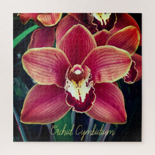 Orchidee. Cymbidium Puzzle