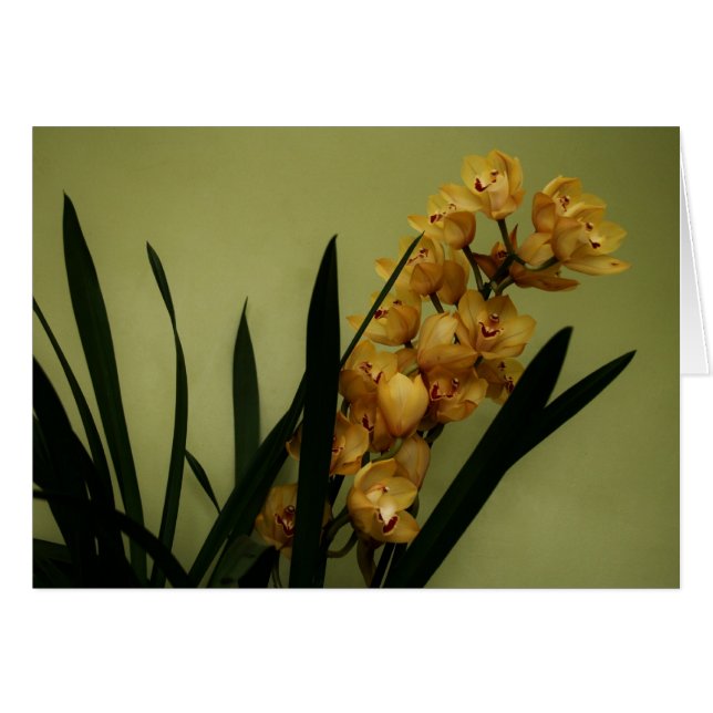 "Orchidee" durch Larry Coressel (Vorderseite (Horizontal))