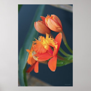 Orchidee Epi orange Plakat -40x60 - andere Größen